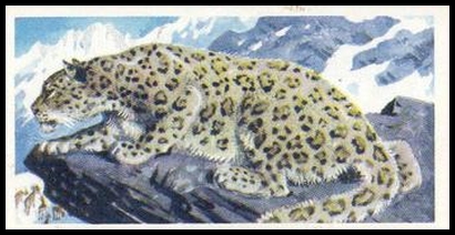 14 Snow Leopard